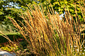 Calamagrostis x acutiflora 'Karl Foerster'