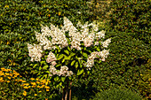 Hydrangea paniculata, strain