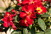 Shrub rose, red