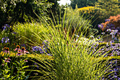 Calamagrostis x acutiflora