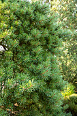 Pinus silvestris Aurea Nisbeth