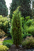 Juniperus communis 'Bruns'