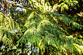 Chamaecyparis lawsoniana 'Versicolor'