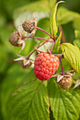 Rubus idaeus