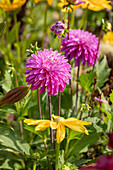 Dahlia Semi-Cactus, pink