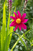 Dahlia Single flowering