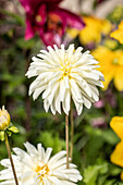 Dahlia Semi-Cactus, white