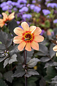 Dahlia single flowering, apricot