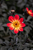 Dahlia Happy Single Flame