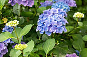 Hydrangea macrophylla 'Forever & Ever'®, blau