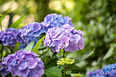 Hydrangea macrophylla 'Forever & Ever'®, blau