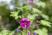 Malva sylvestris ssp. mauritiana