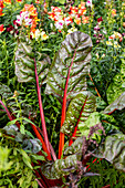 Beta vulgaris var. cicla, red