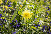 Dahlia Cactus, yellow