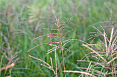 Miscanthus sinensis 'Flamingo'