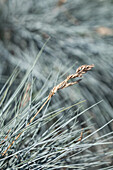 Festuca glauca