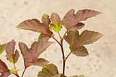 Physocarpus opulifolius 'Amber Jubilee'®