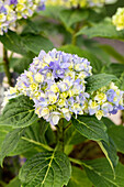 Hydrangea macrophylla 'You & Me Together' ® 