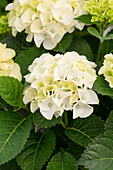 Hydrangea macrophylla 'Hochzeits-Hortensie'®