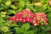 Hydrangea macrophylla 'Royal Red' ®