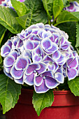 Hydrangea macrophylla 'Tivoli Blue'