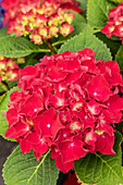 Hydrangea macrophylla 'Royal Red' ®