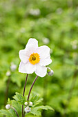 Anemone japonica Ruffled Swan