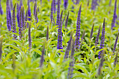 Veronica longifolia 'Blauriesin'