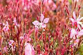 Gaura lindheimeri 'Sunset Dreams'