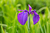 Iris ensata, violett