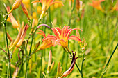 Hemerocallis fulva var. sempervirens