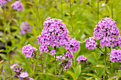 Phlox paniculata 'Hesperis'