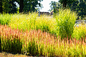 Imperata cylindrica 'Red Baron