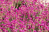 Erica cinerea P.S. Patrick