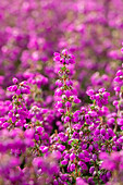 Erica cinerea 'Lila Fee' (Purple Fairy)