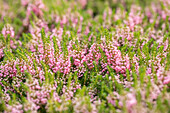 Erica vagans 'St. Keverne'