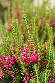 Erica vagans 'Red Delight'