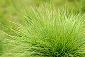 Festuca amestystina