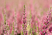 Calluna vulgaris 'Loki '