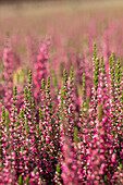 Calluna vulgaris 'Loki '