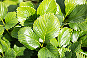 Fragaria x ananassa 'Malwina'