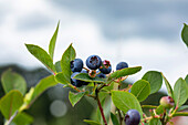 Vaccinium