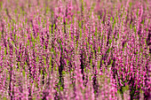 Calluna vulgaris 'Lilli' Garden Girls ® 