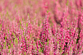 Calluna vulgaris 'Loki' Garden Girls ® 