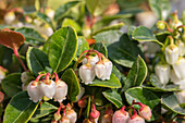 Gaultheria procumbens