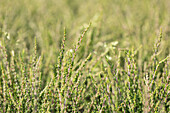 Calluna vulgaris 'Zalina' Garden Girls ® 