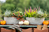 Planters in autumn - Ambiente