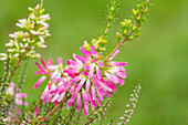 Erica verticillata