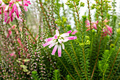 Erica verticillata