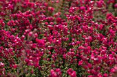 Erica cinerea 'Tobi'